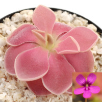 Pinguicula 'Weser'