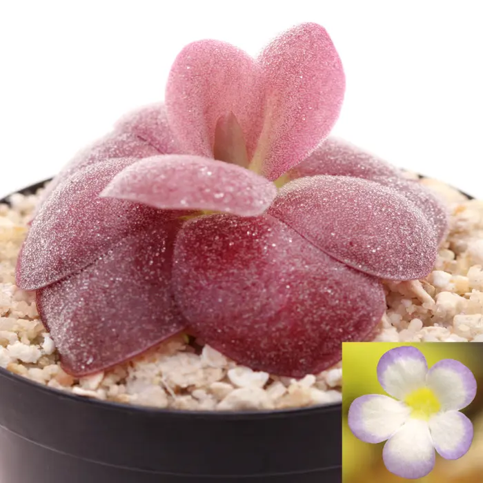 Pinguicula agnata 'Red Leaf' Butterwort Carnivorous Plants