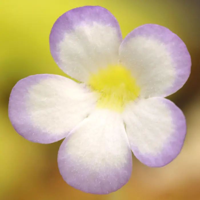 Pinguicula agnata 'Red Leaf' Butterwort Carnivorous Plants