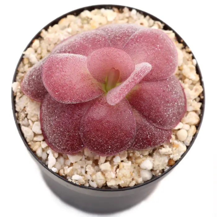 Pinguicula agnata 'Red Leaf' Butterwort Carnivorous Plants