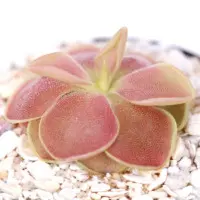 Pinguicula 'Sethos' Butterwort Carnivorous Plants