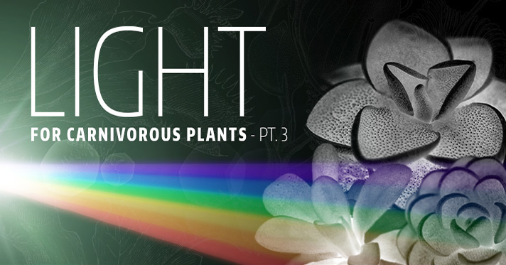 Best grow lights online for carnivorous plants