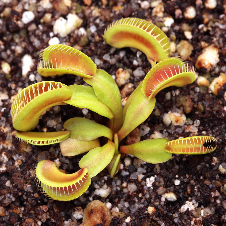 Venus Flytrap 'Alien' - Dionaea muscipula Cultivar | Curious Plant
