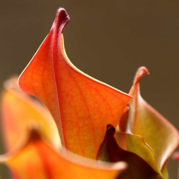 Heliamphora nutans Sun Pitcher Carnivorous Plants