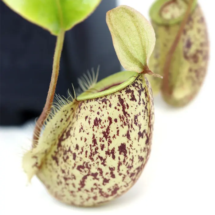Nepenthes x hookeriana Pitcher Plant Carnivorous Plants