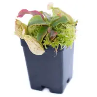 Nepenthes x hookeriana Pitcher Plant Carnivorous Plants