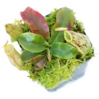 Nepenthes x hookeriana Pitcher Plant Carnivorous Plants