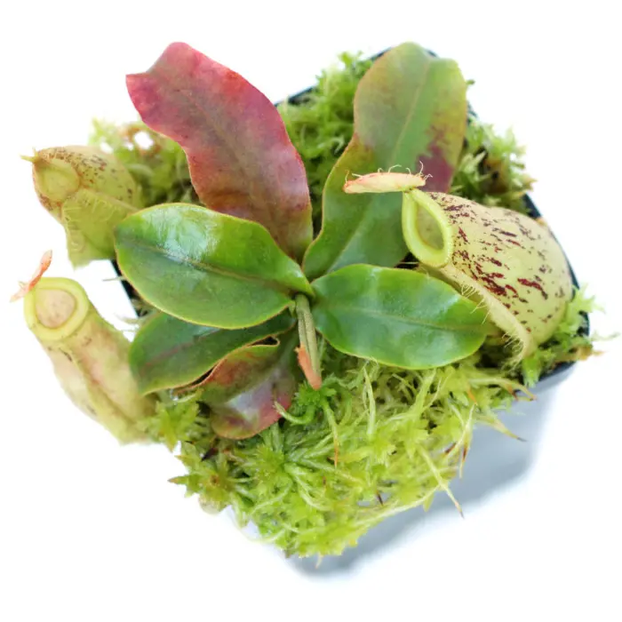 Nepenthes x hookeriana Pitcher Plant Carnivorous Plants