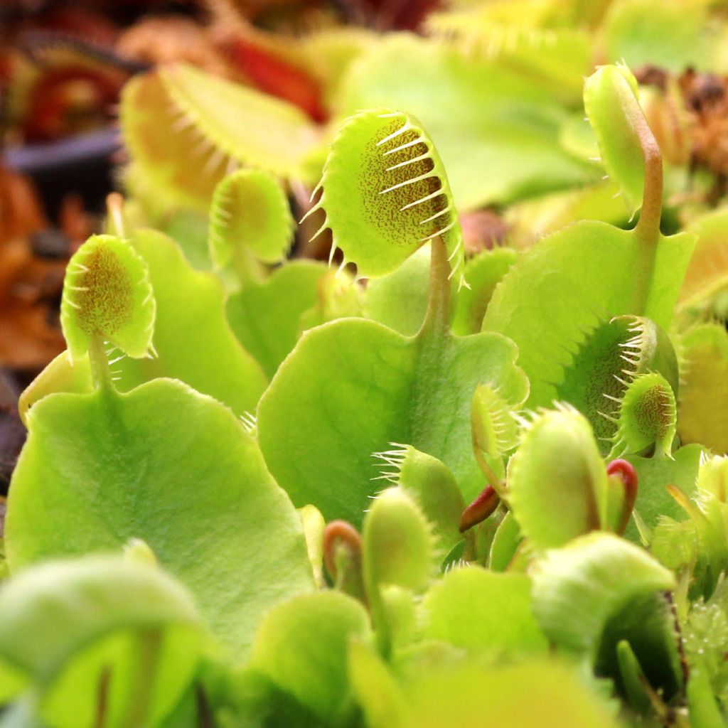 Venus Flytrap 'Cupped Trap' - Dionaea muscipula Cultivar | Curious Plant