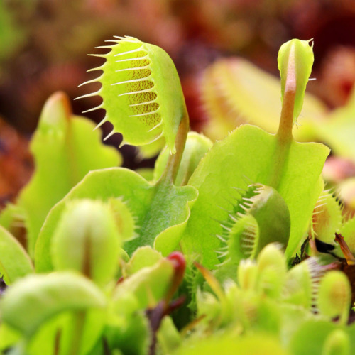 Dionaea muscipula 'Cupped Trap' Venus Flytrap Carnivorous Plants