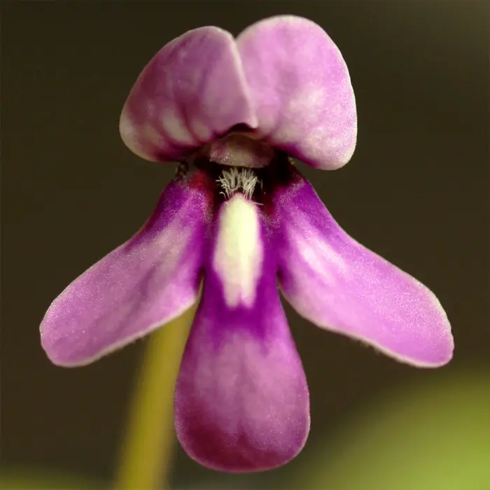 Pinguicula macrophylla Butterwort Carnivorous Plants