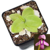 Pinguicula macrophylla