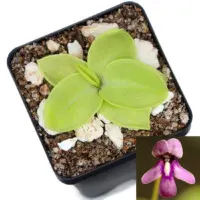 Pinguicula macrophylla Butterwort Carnivorous Plants