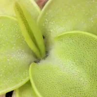 Pinguicula macrophylla Butterwort Carnivorous Plants