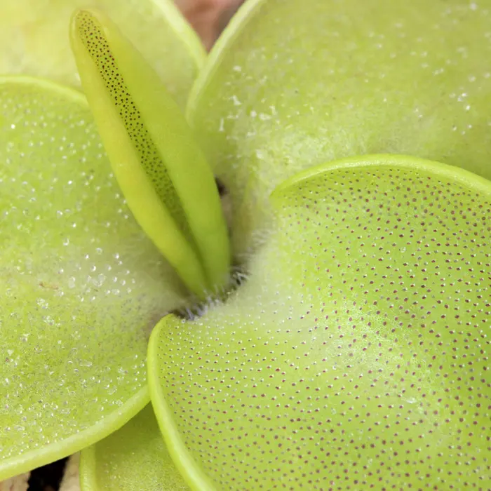 Pinguicula macrophylla Butterwort Carnivorous Plants