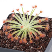 Drosera derbyensis x ordensis