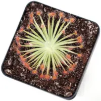 Drosera derbyensis x ordensis Sundew Carnivorous Plants