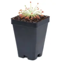 Drosera derbyensis x ordensis Sundew Carnivorous Plants
