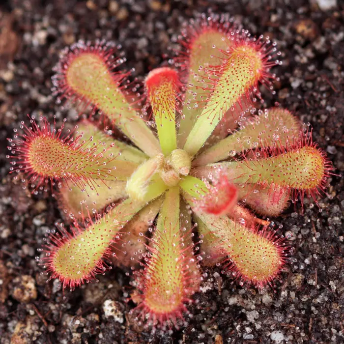 Drosera venusta Sundew Carnivorous Plants