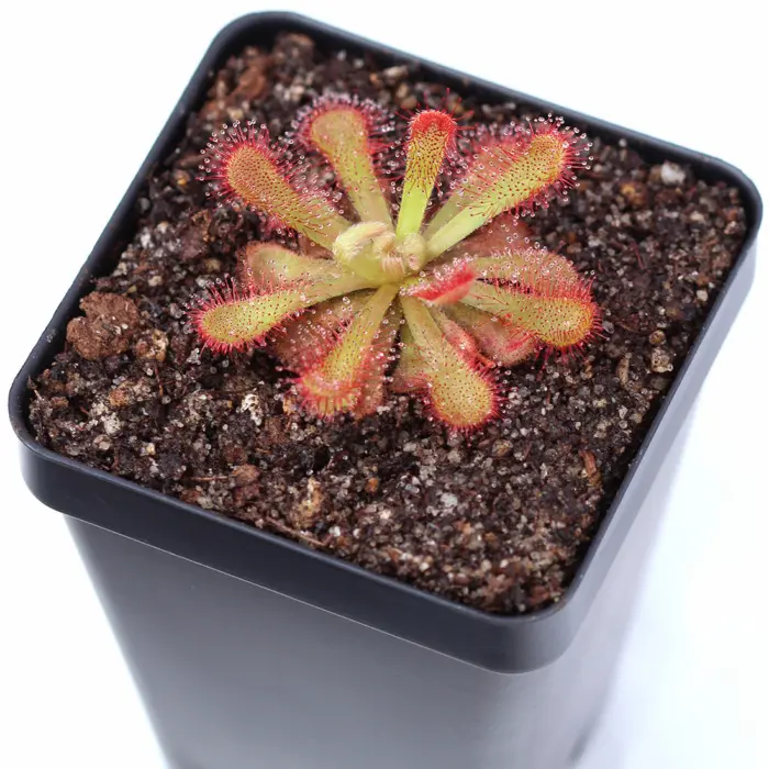 Drosera venusta Sundew Carnivorous Plants