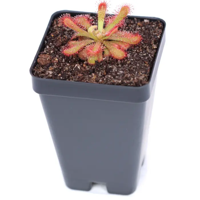 Drosera venusta Sundew Carnivorous Plants