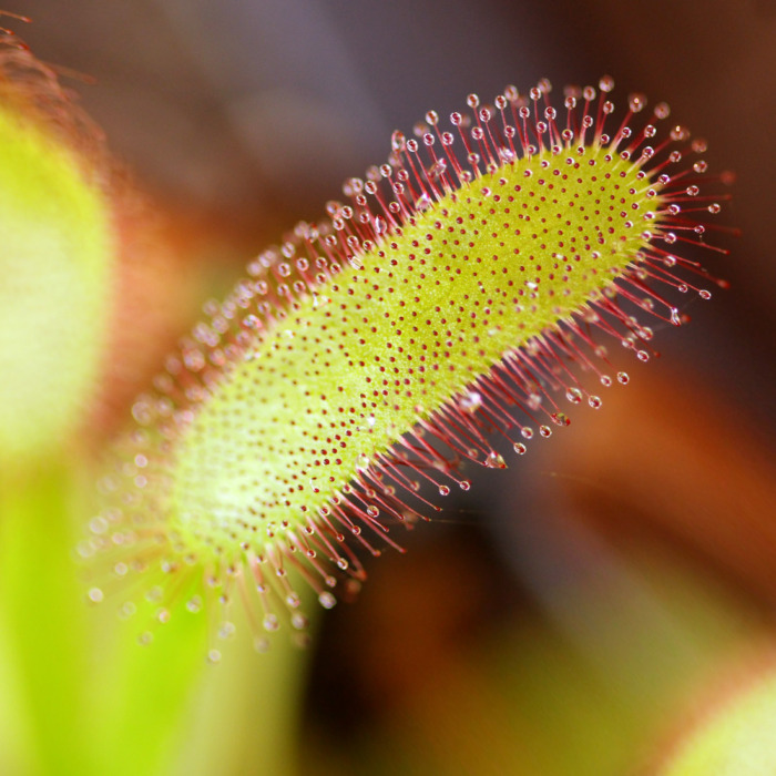 Drosera capensis 'Wide Leaf' Sundew Carnivorous Plants