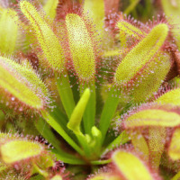 Drosera capensis 'Wide Leaf'