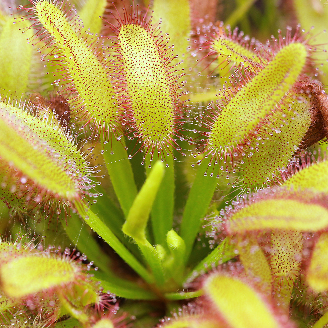 DROSERA CAPENSIS IN A 3.5" POT CARNIVOROUS PLANT PINK FLOWERS Plants, Seeds  & Bulbs Plants & Seedlings