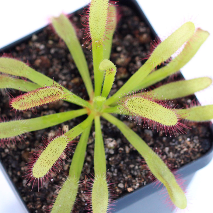 Drosera capensis 'Wide Leaf' Sundew Carnivorous Plants