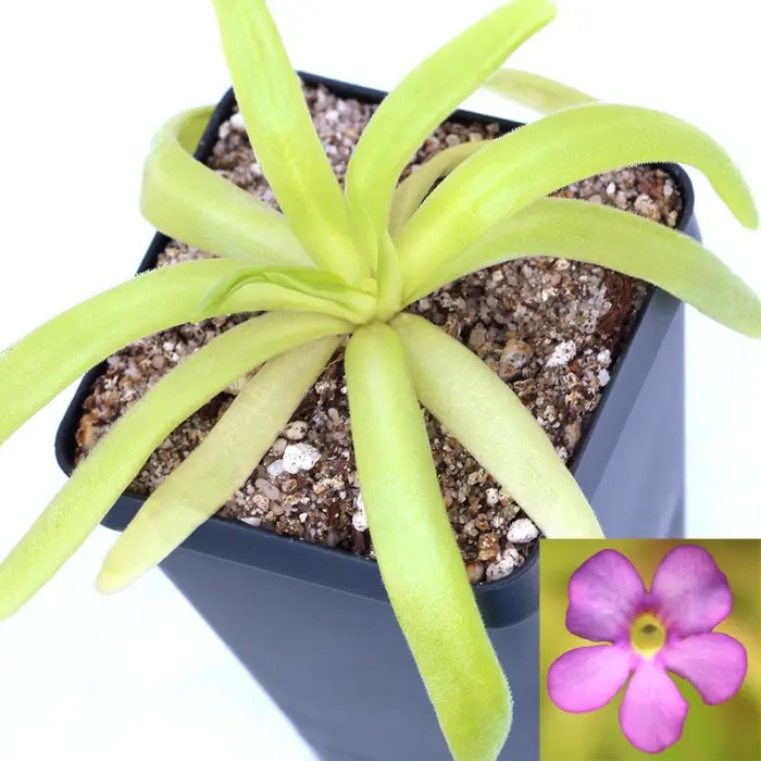 Pinguicula moctezumae x agnata - Mexican Butterwort Hybrid