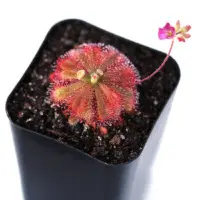 Drosera spatulata var gympiensis Sundew Carnivorous Plants