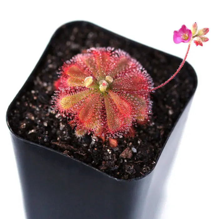 Drosera spatulata var gympiensis Sundew Carnivorous Plants