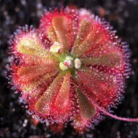 Drosera spatulata var. gympiensis Sundew Carnivorous Plants