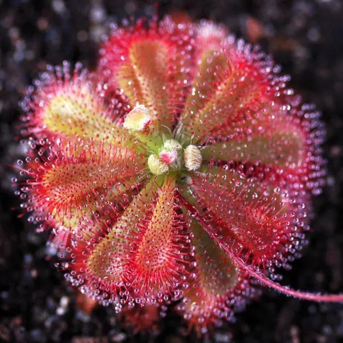 Drosera spatulata var. gympiensis Sundew Carnivorous Plants