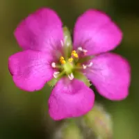 Drosera spatulata var. gympiensis Sundew Carnivorous Plants