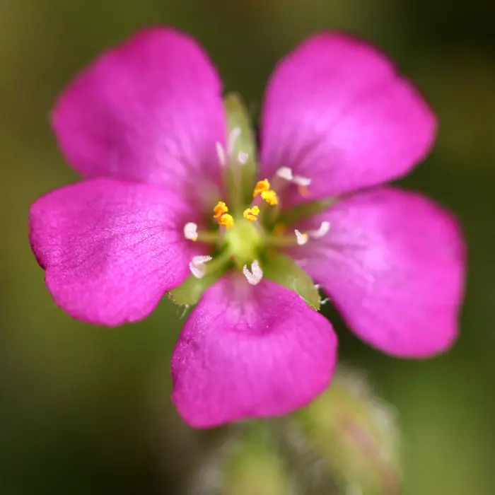 Drosera spatulata var. gympiensis Sundew Carnivorous Plants