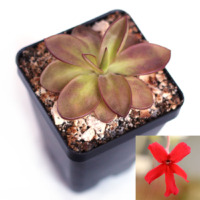 Pinguicula laueana