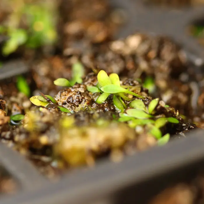 Utricularia dichotoma Bladderwort Carnivorous Plants