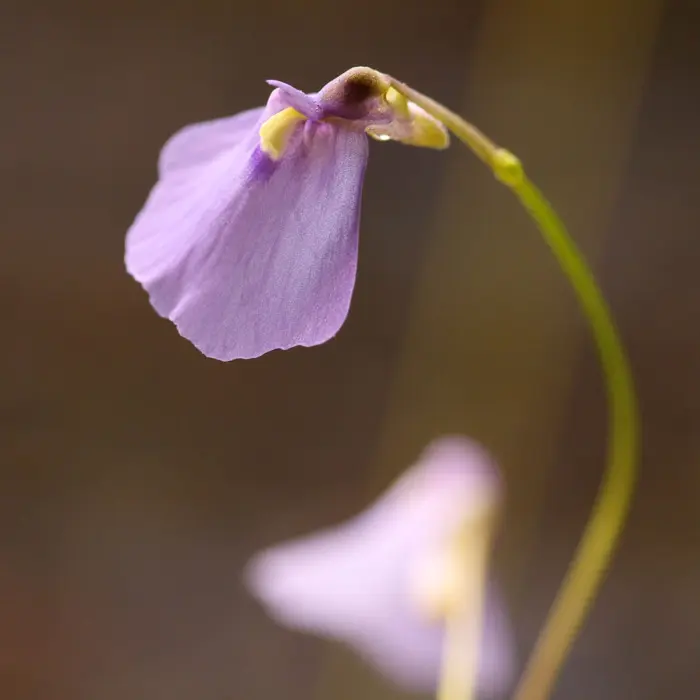 Utricularia dichotoma Bladderwort Carnivorous Plants