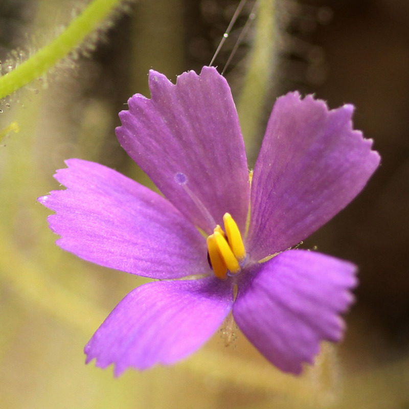 Byblis Guehoi 'Bobby's Creek, Dampier Peninsula, WA' | Curious Plant