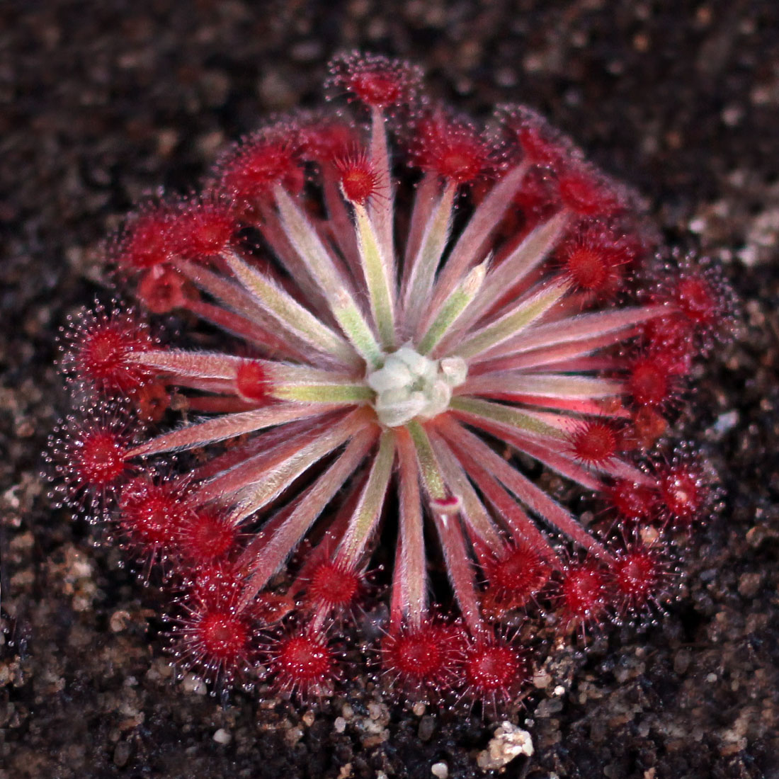 Sundews Drosera Carnivorous Plants Curious Plant Sundews Drosera Carnivorous Plants Curious Plant