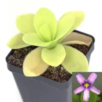 Pinguicula gigantea Butterwort Carnivorous Plants
