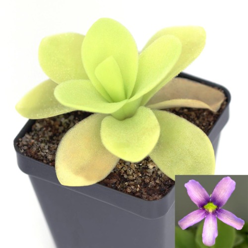 Pinguicula gigantea Butterwort Carnivorous Plants