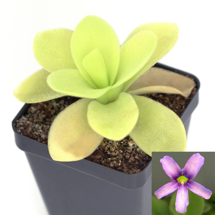Pinguicula gigantea Butterwort Carnivorous Plants