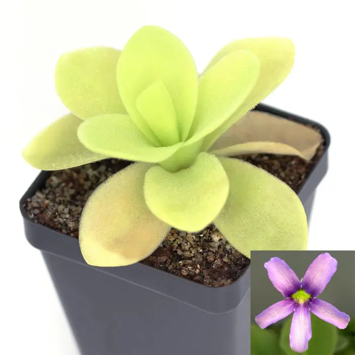 Pinguicula gigantea Butterwort Carnivorous Plants