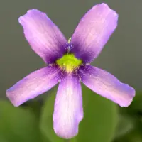 Pinguicula gigantea Butterwort Carnivorous Plants