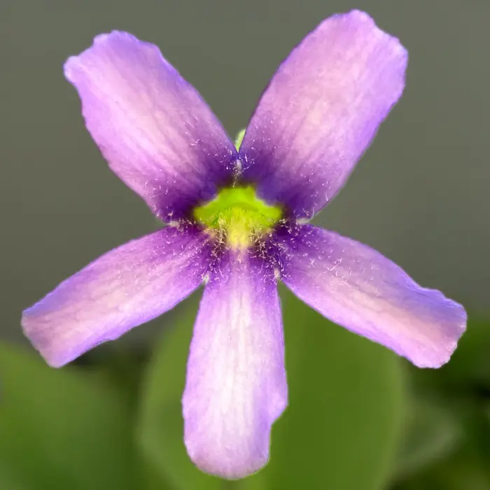 Pinguicula gigantea Butterwort Carnivorous Plants