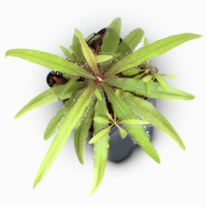 Drosera adelae 'Giant' Sundew Carnivorous Plants
