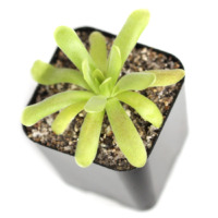 Pinguicula jaumavensis x moctezumae Butterwort Carnivorous Plants