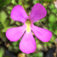 Pinguicula jaumavensis x moctezumae Butterwort Carnivorous Plants